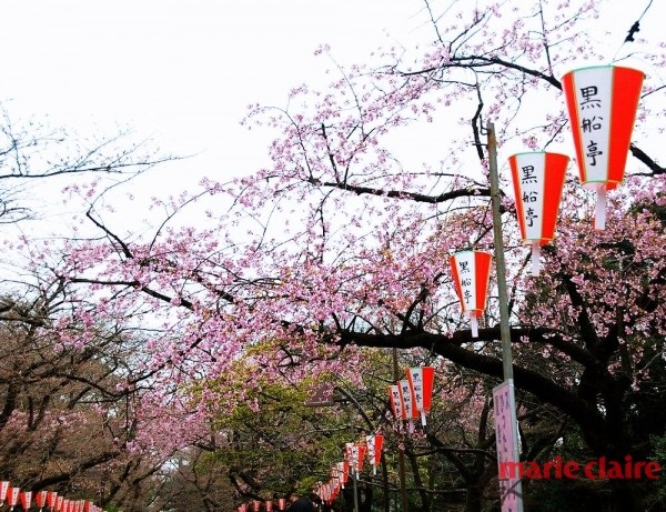 赏樱不用等!现在出发去日本迎接樱花季正是时