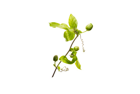 榆綠木(Anogeissus)