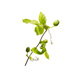 榆綠木(Anogeissus)