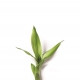 竹葉萃取精華
