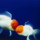 ©mika ninagawa Courtesy of Tomio Koyama Gallery