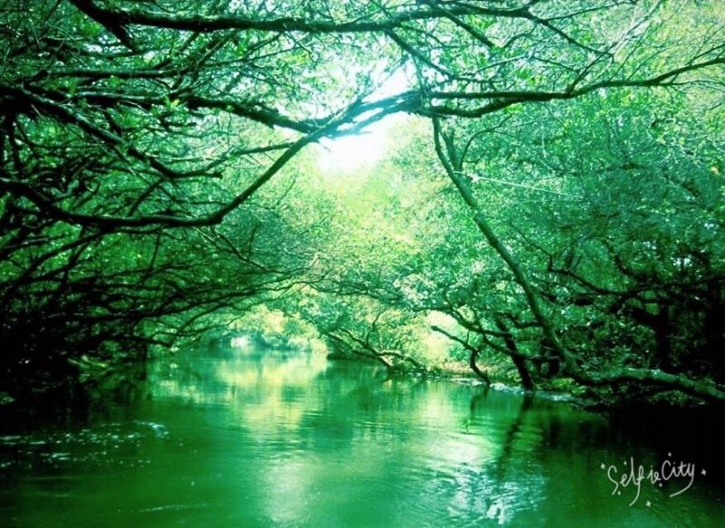 綠色隧道