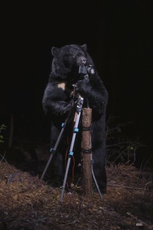 A Black Bear Plays with a Camera, 2006.Color Photograph Collection of the artist. © Manabu Miyazaki