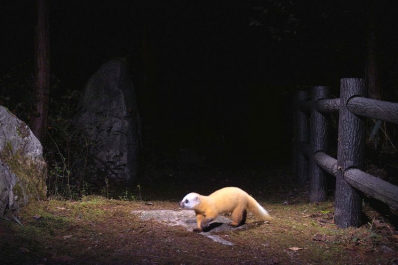 Animal Trail, Nagano (Japan), 2005-2008Color Photograph Collection of the artist. © Manabu Miyazaki