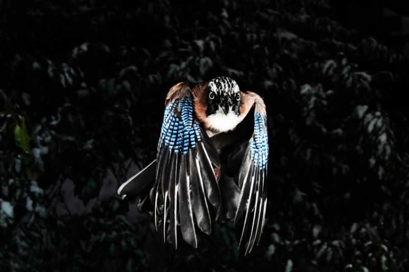 Jay, Nagano (Japan), 2014-2016.Color Photograph Collection of the artist. © Manabu Miyazaki