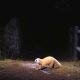 Animal Trail, Nagano (Japan), 2005-2008Color Photograph Collection of the artist. © Manabu Miyazaki