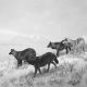 Collection of the artist. © Hiroshi Sugimoto.