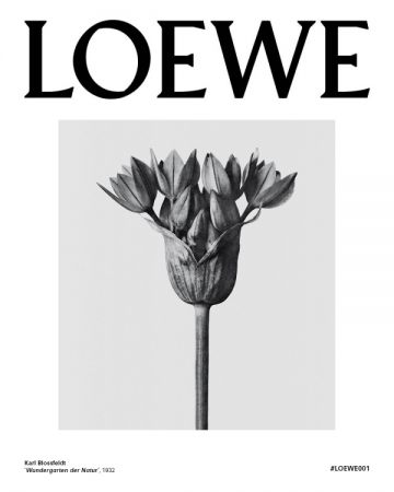 Karl Blossfeldt攝影作品