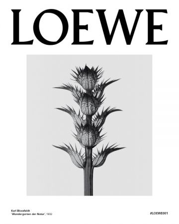Karl Blossfeldt攝影作品