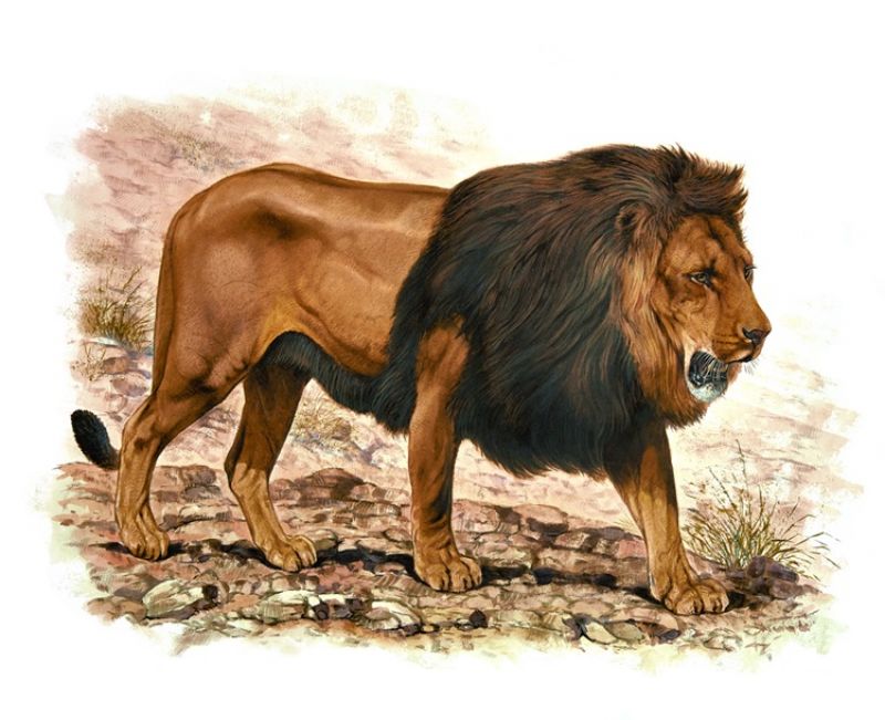 Robert Dallet 畫作_獅子