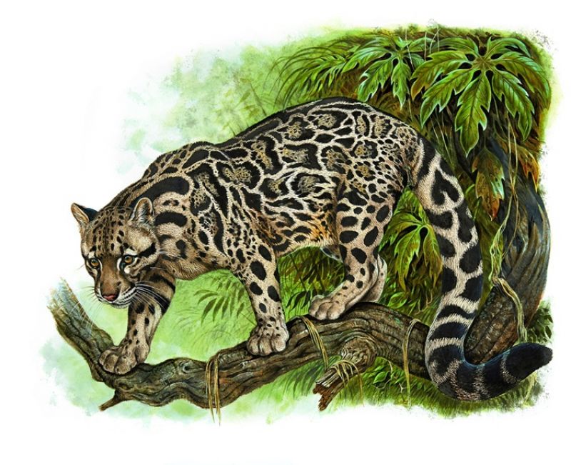Robert Dallet 畫作_雲豹