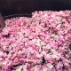 花田負責人穆勒先生告訴他,五月玫瑰花一年只生長一次,從採收到萃取無疑是在與時間賽跑,這也造就了她珍貴的秘密。