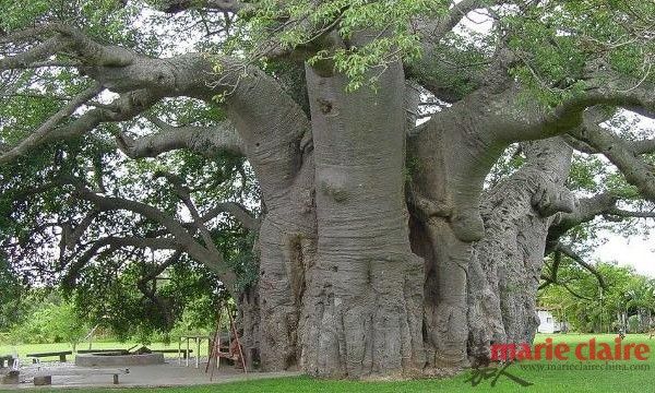 南非—Sunland Baobab