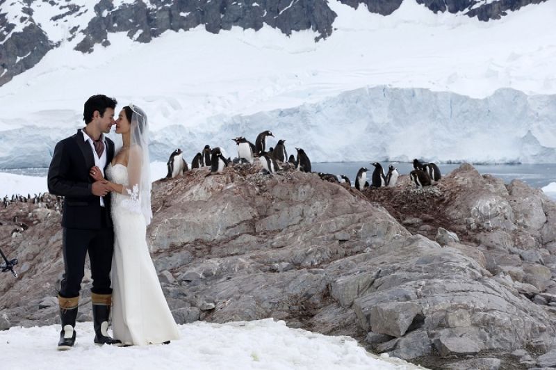 在企鵝的見證下,我們結婚了!