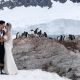 在企鵝的見證下,我們結婚了!
