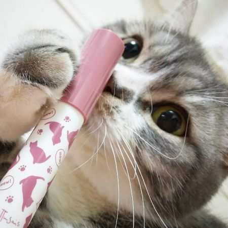IG@ robbythecat