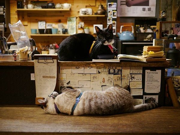 Caffe Fiore珈琲花