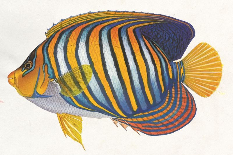 甲尻魚(黃崑謀繪,遠流出版提供)