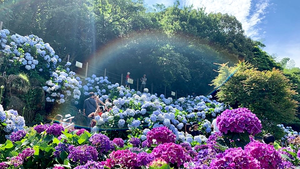 新北市最新繡球花景點 高家繡球花田 佔地8000坪第三園區登場 超大片夢幻花海美翻天 開放時間 交通總整理 Marie Claire 美麗佳人