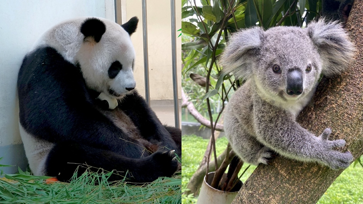 台北市立動物園開放夜間參觀 8月只有這五天 延長時間 票價 暑期限定活動一次看 Marie Claire 美麗佳人
