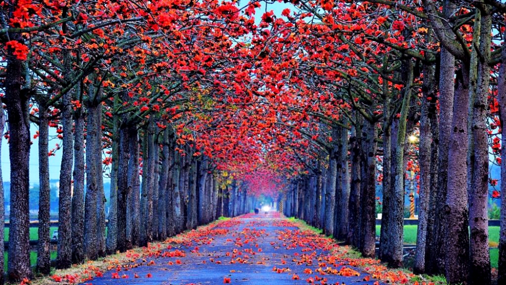 世界最美花海 21台南白河木棉花季火紅綻放 23天限定春季美景登場 快牽心愛的人領略浪漫花語 Marie Claire 美麗佳人