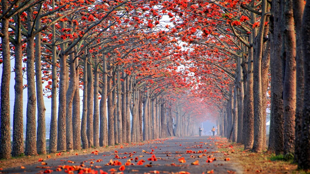 22台南白河木棉花季夢幻盛放 世界最美花海 限定23天起跑 交通管制資訊 活動日期一覽 Marie Claire 美麗佳人