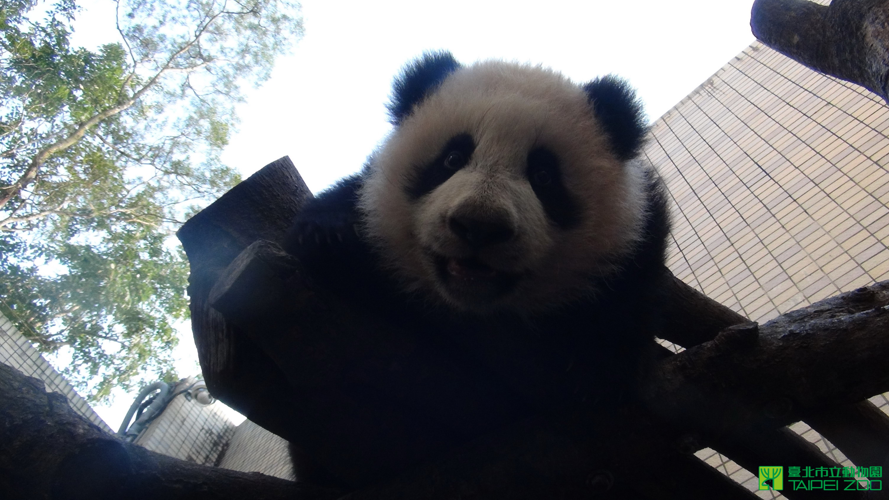 小貓熊「圓仔」正式亮相倒數計時全球最受歡迎貓熊寶寶熱情催票中！